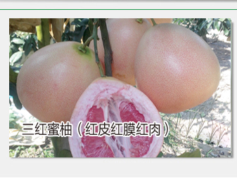 琯溪蜜柚产地优势